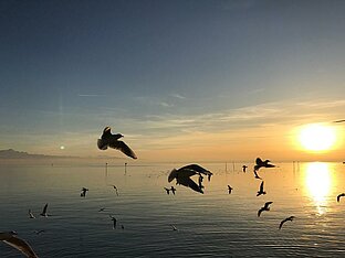 Möven beim Sonnenuntergang am Bodensee